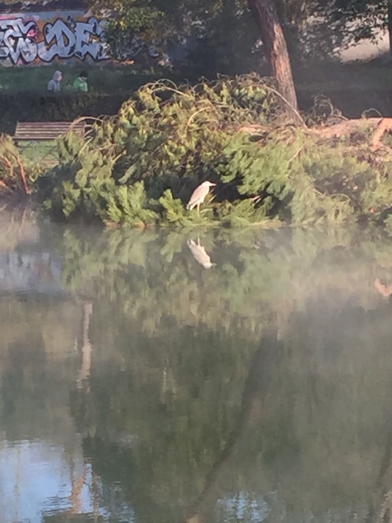 Airone????  S, Airone cenerino (Ardea cinerea)