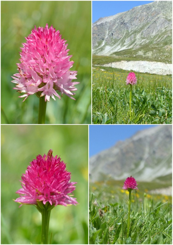 Nigritella corneliana nella splendida e selvaggia Val Maira (CN) luglio 2024.