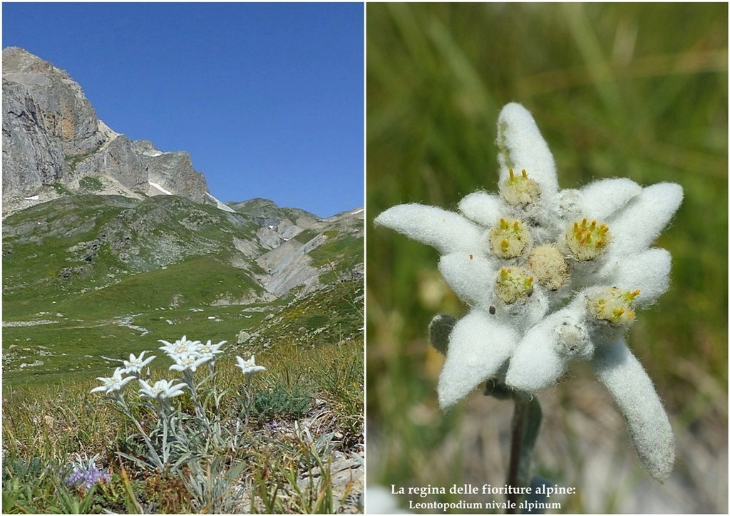 Nigritella corneliana nella splendida e selvaggia Val Maira (CN) luglio 2024.