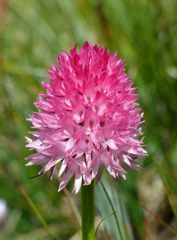 Nigritella corneliana nella splendida e selvaggia Val Maira (CN) luglio 2024.