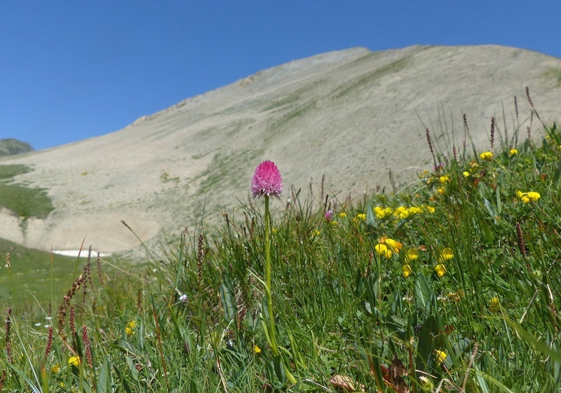 Nigritella corneliana nella splendida e selvaggia Val Maira (CN) luglio 2024.