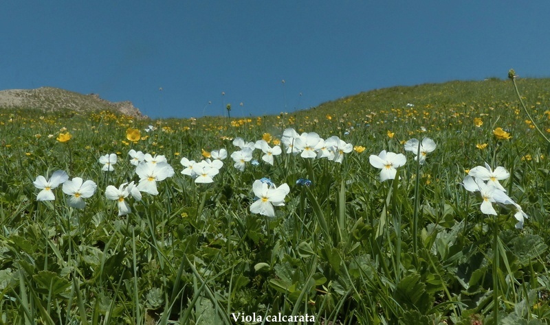 Nigritella corneliana nella splendida e selvaggia Val Maira (CN) luglio 2024.