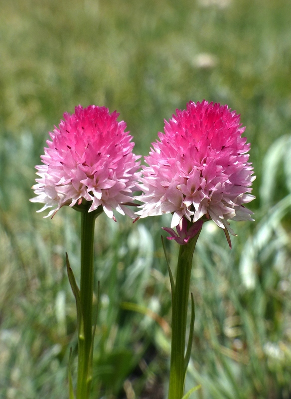 Nigritella corneliana nella splendida e selvaggia Val Maira (CN) luglio 2024.