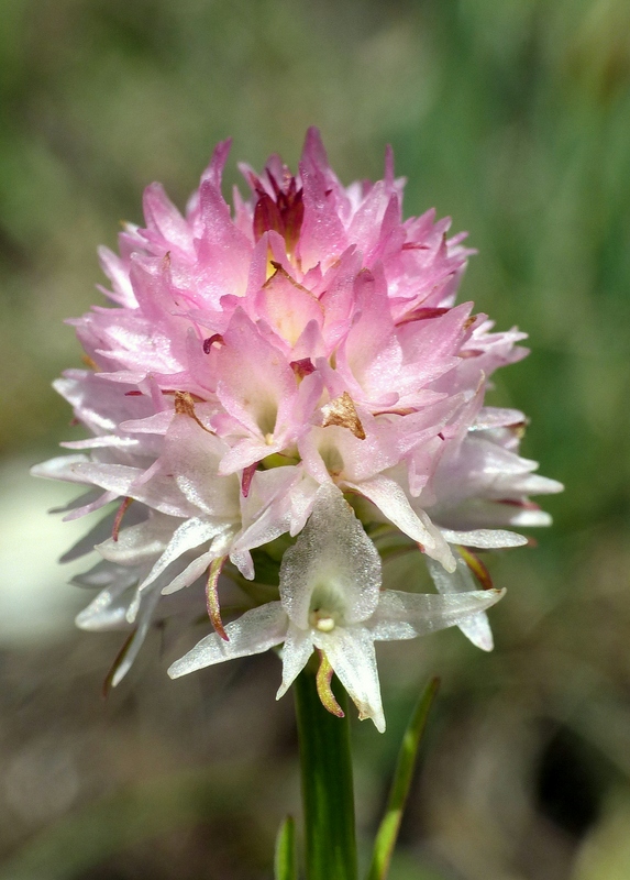 Nigritella corneliana nella splendida e selvaggia Val Maira (CN) luglio 2024.