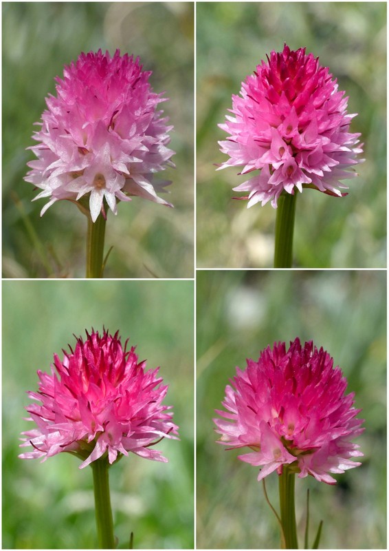 Nigritella corneliana nella splendida e selvaggia Val Maira (CN) luglio 2024.