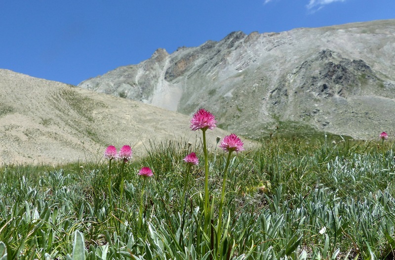 Nigritella corneliana nella splendida e selvaggia Val Maira (CN) luglio 2024.