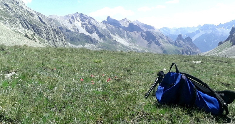 Nigritella corneliana nella splendida e selvaggia Val Maira (CN) luglio 2024.