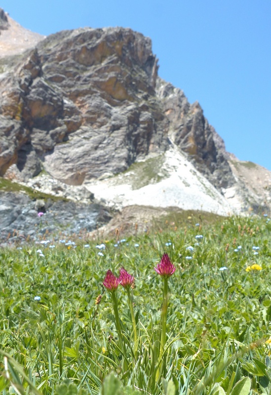 Nigritella corneliana nella splendida e selvaggia Val Maira (CN) luglio 2024.