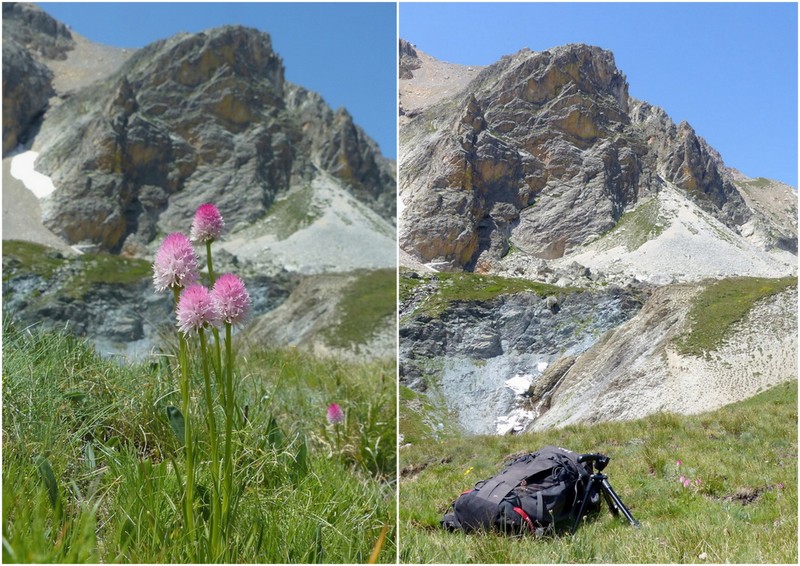 Nigritella corneliana nella splendida e selvaggia Val Maira (CN) luglio 2024.