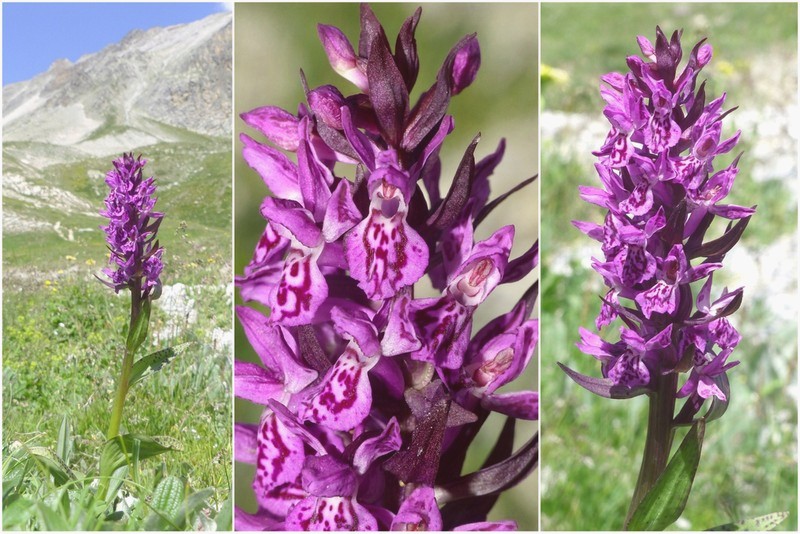 Nigritella corneliana nella splendida e selvaggia Val Maira (CN) luglio 2024.