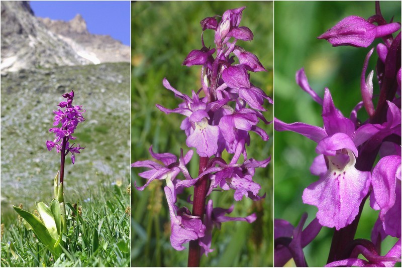 Nigritella corneliana nella splendida e selvaggia Val Maira (CN) luglio 2024.