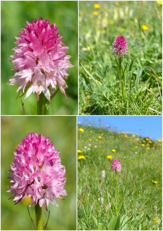 Nigritella corneliana nella splendida e selvaggia Val Maira (CN) luglio 2024.