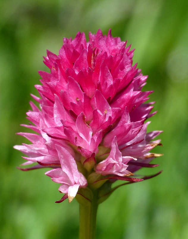 Nigritella corneliana nella splendida e selvaggia Val Maira (CN) luglio 2024.