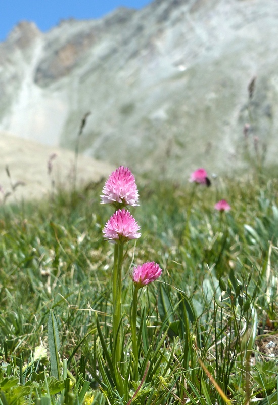 Nigritella corneliana nella splendida e selvaggia Val Maira (CN) luglio 2024.