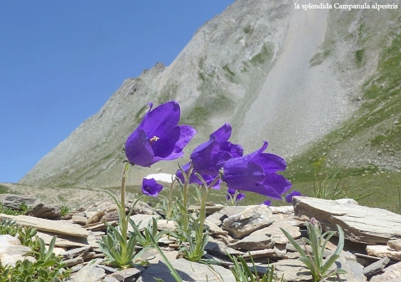 Nigritella corneliana nella splendida e selvaggia Val Maira (CN) luglio 2024.