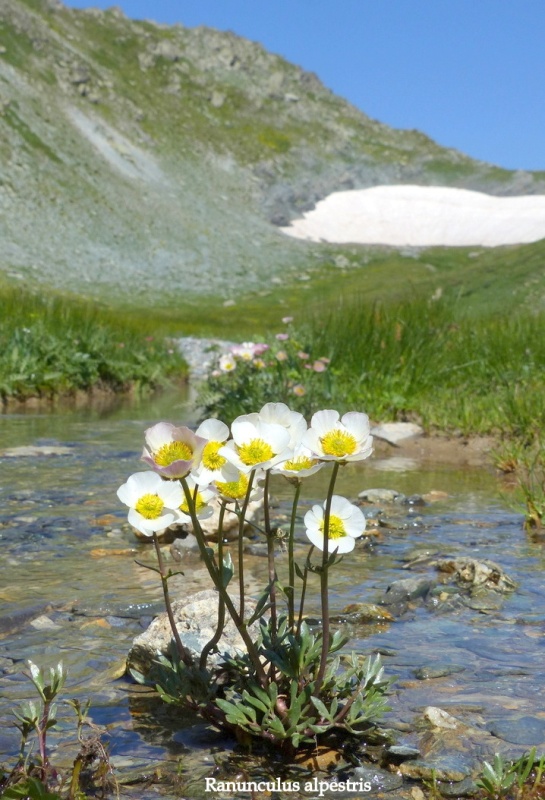 Nigritella corneliana nella splendida e selvaggia Val Maira (CN) luglio 2024.