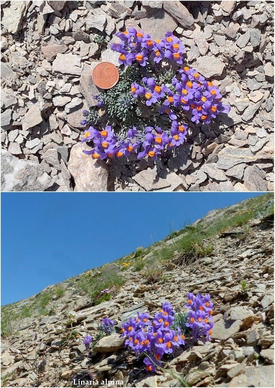 Nigritella corneliana nella splendida e selvaggia Val Maira (CN) luglio 2024.