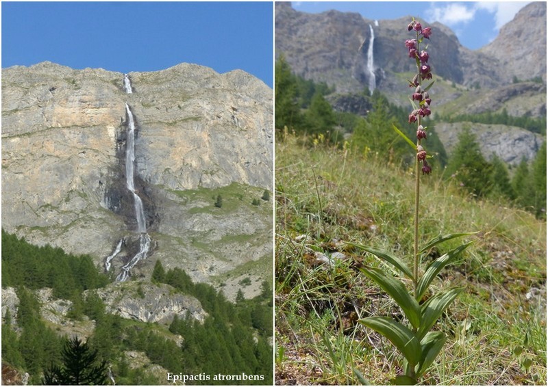 Nigritella corneliana nella splendida e selvaggia Val Maira (CN) luglio 2024.