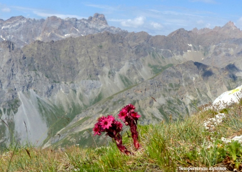 Nigritella corneliana nella splendida e selvaggia Val Maira (CN) luglio 2024.