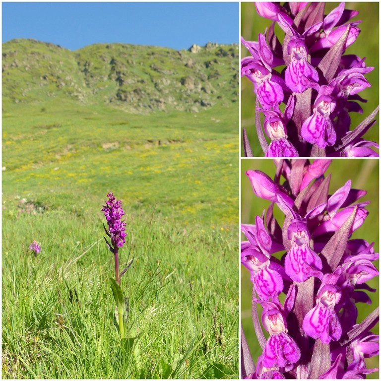 Dactylorhiza e Pirenei orientali: Encamp, Col de Puymorens, Montgrony giugno 2016