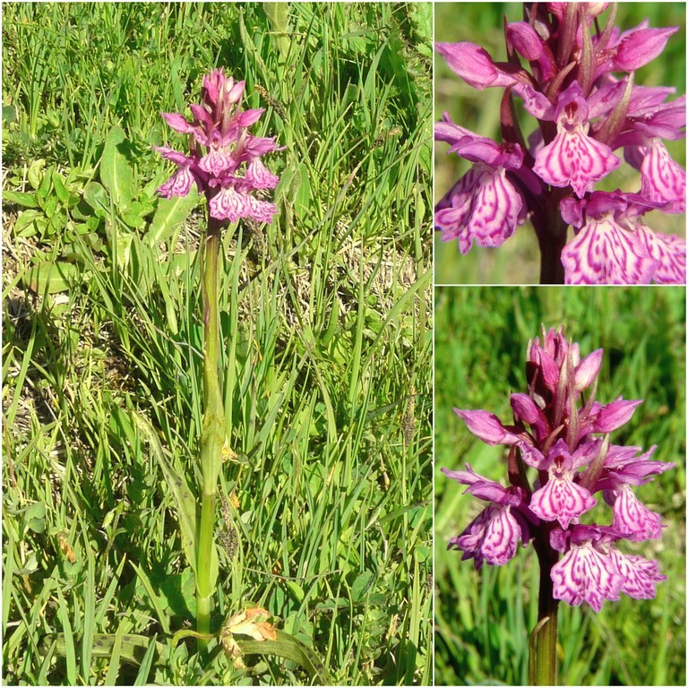 Dactylorhiza e Pirenei orientali: Encamp, Col de Puymorens, Montgrony giugno 2016