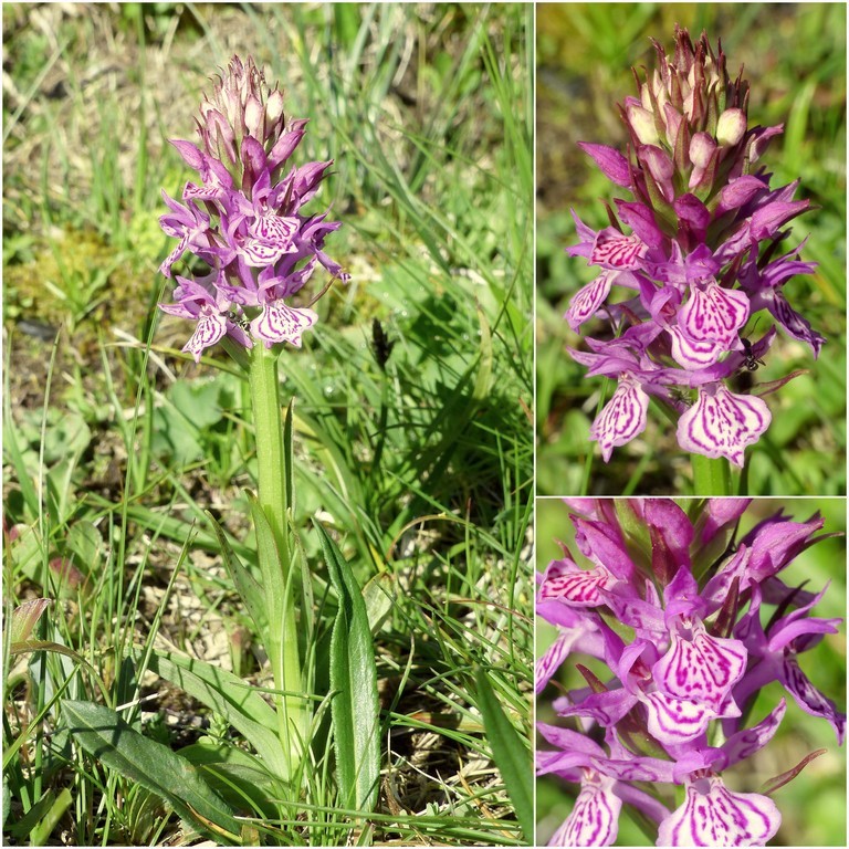 Dactylorhiza e Pirenei orientali: Encamp, Col de Puymorens, Montgrony giugno 2016