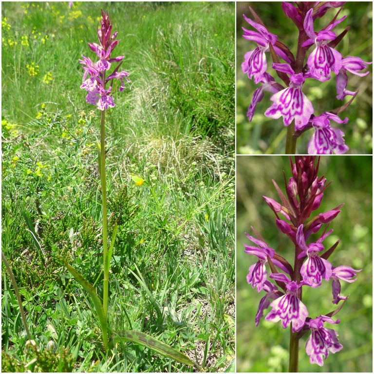 Dactylorhiza e Pirenei orientali: Encamp, Col de Puymorens, Montgrony giugno 2016