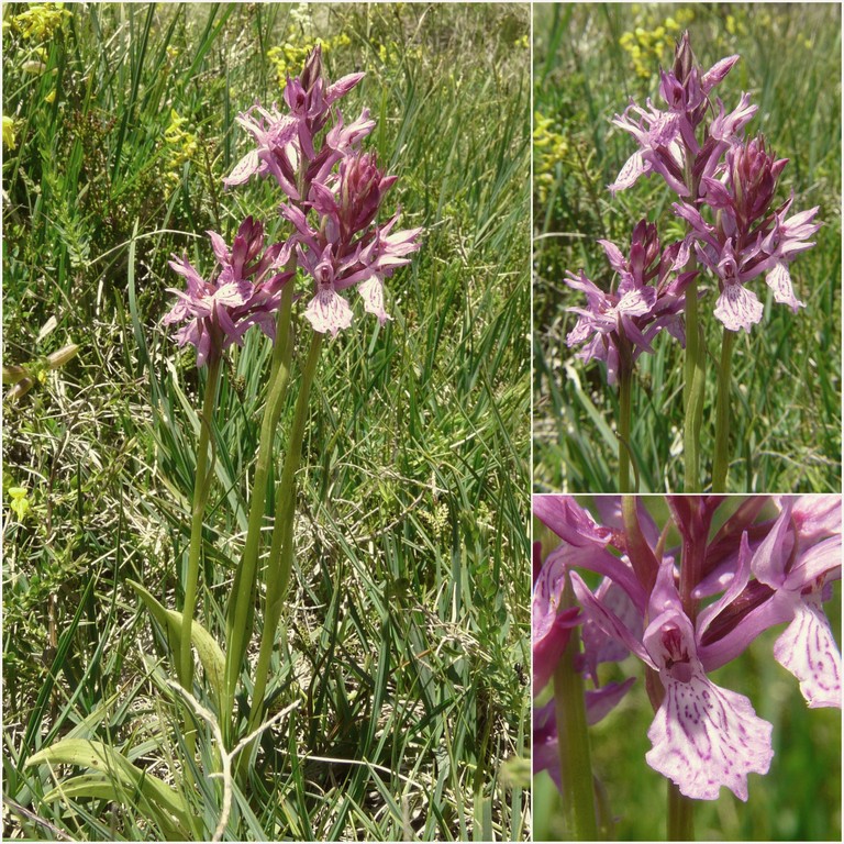 Dactylorhiza e Pirenei orientali: Encamp, Col de Puymorens, Montgrony giugno 2016