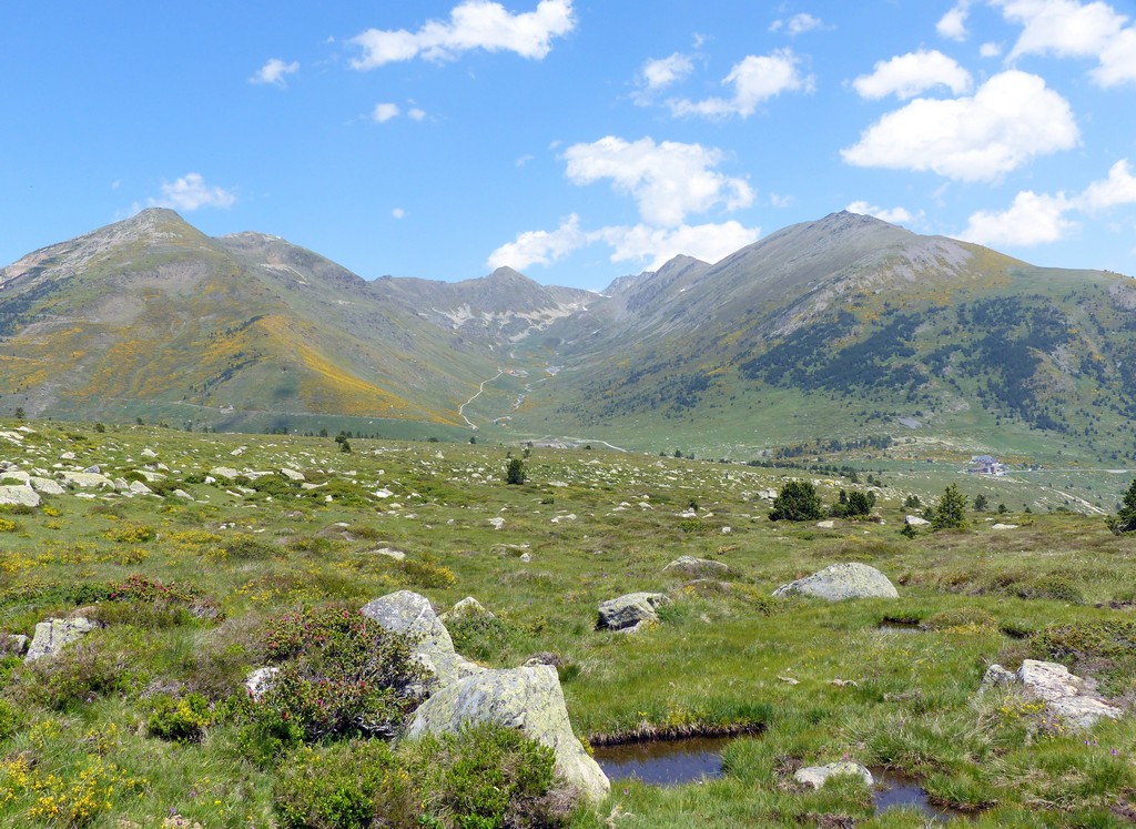 Dactylorhiza e Pirenei orientali: Encamp, Col de Puymorens, Montgrony giugno 2016