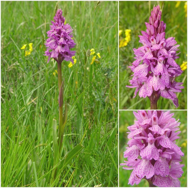 Dactylorhiza e Pirenei orientali: Encamp, Col de Puymorens, Montgrony giugno 2016