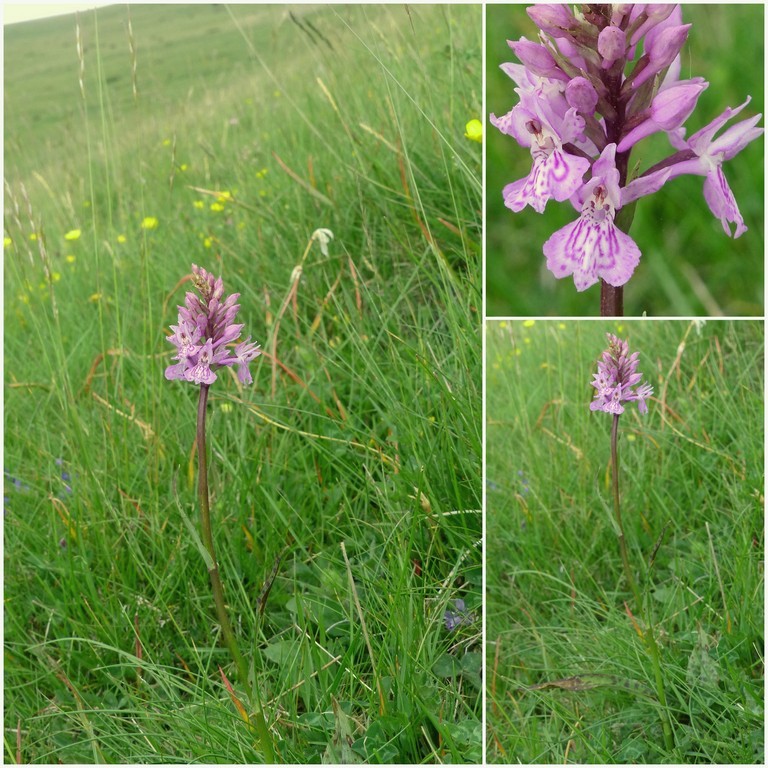 Dactylorhiza e Pirenei orientali: Encamp, Col de Puymorens, Montgrony giugno 2016