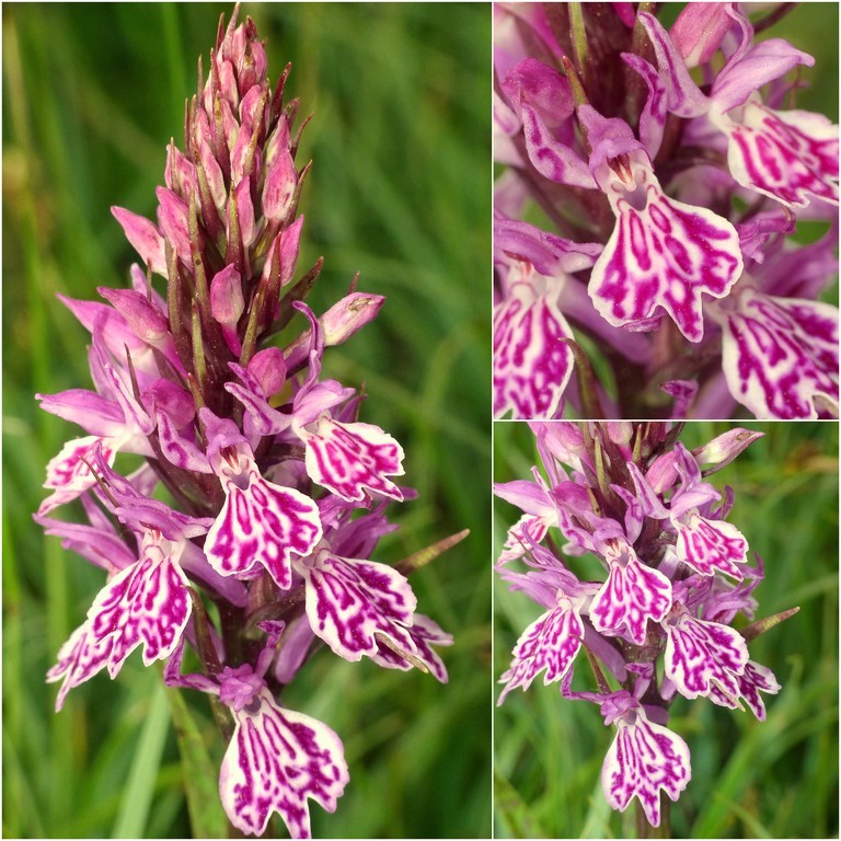 Dactylorhiza e Pirenei orientali: Encamp, Col de Puymorens, Montgrony giugno 2016