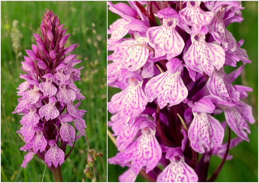 Dactylorhiza e Pirenei orientali: Encamp, Col de Puymorens, Montgrony giugno 2016