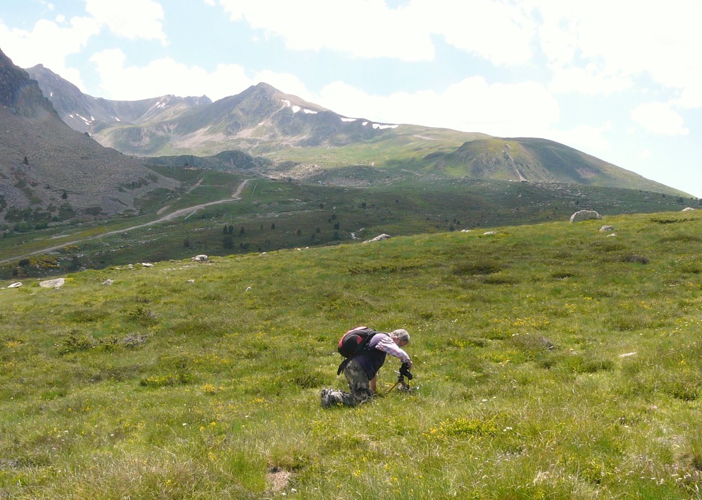 Dactylorhiza e Pirenei orientali: Encamp, Col de Puymorens, Montgrony giugno 2016