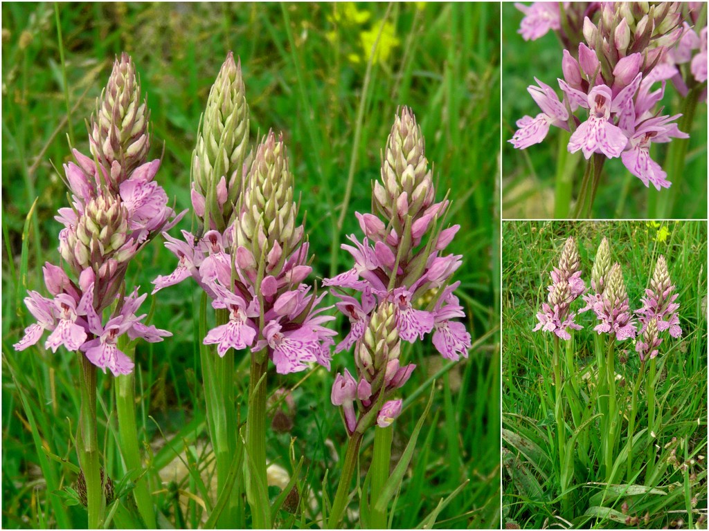 Dactylorhiza e Pirenei orientali: Encamp, Col de Puymorens, Montgrony giugno 2016