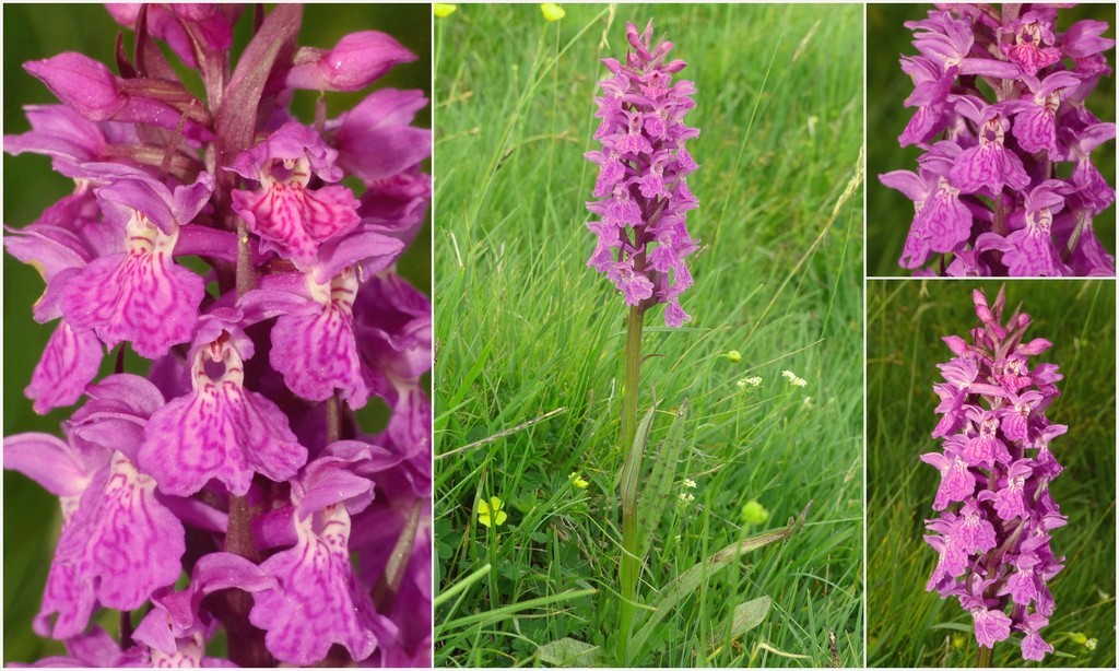 Dactylorhiza e Pirenei orientali: Encamp, Col de Puymorens, Montgrony giugno 2016