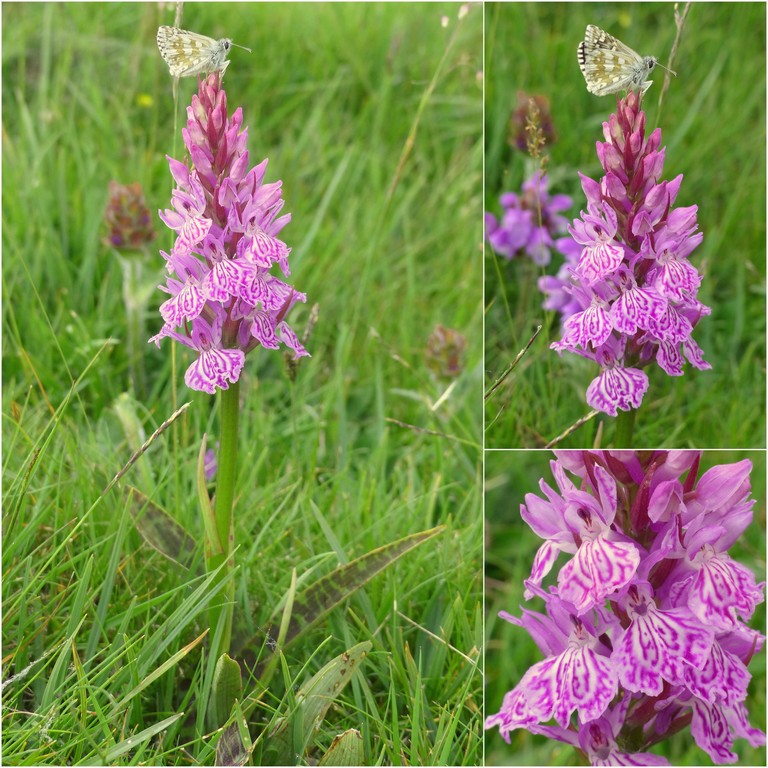 Dactylorhiza e Pirenei orientali: Encamp, Col de Puymorens, Montgrony giugno 2016