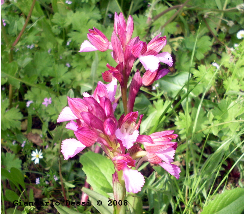 Anacamptis papilionacea