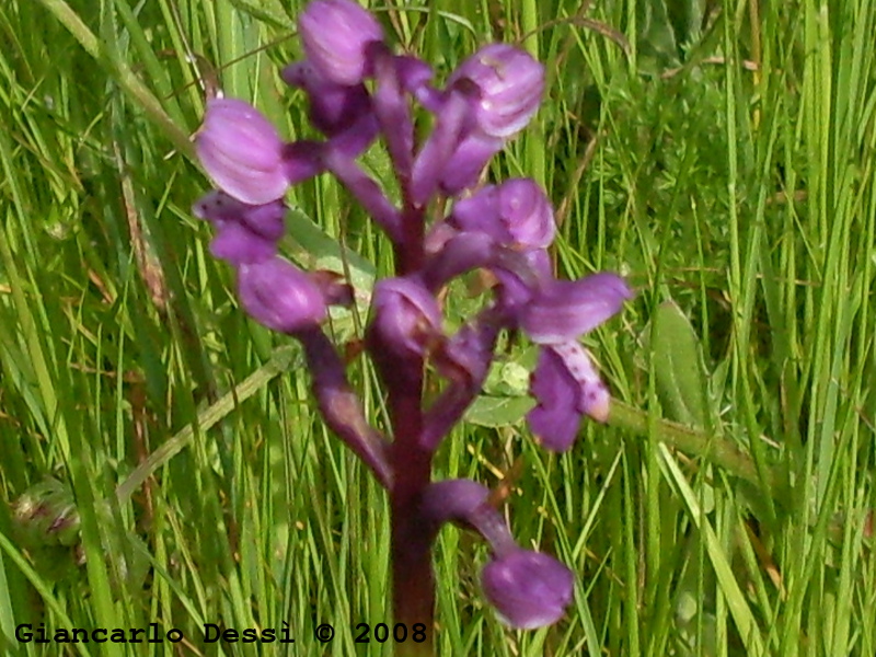 Altra Anacamptis