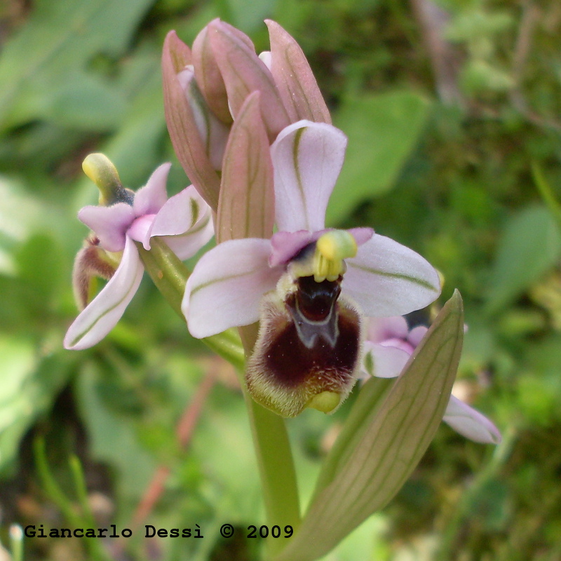 Ophrys tenthredinifera