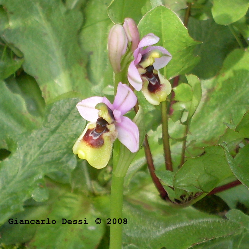 Ophrys tenthredinifera