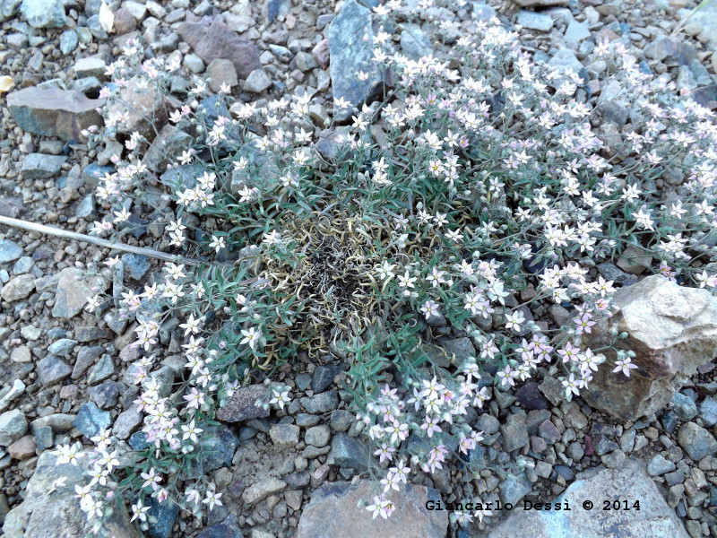 Cariofillacea sconosciuta (a me) - Rhodalsine geniculata