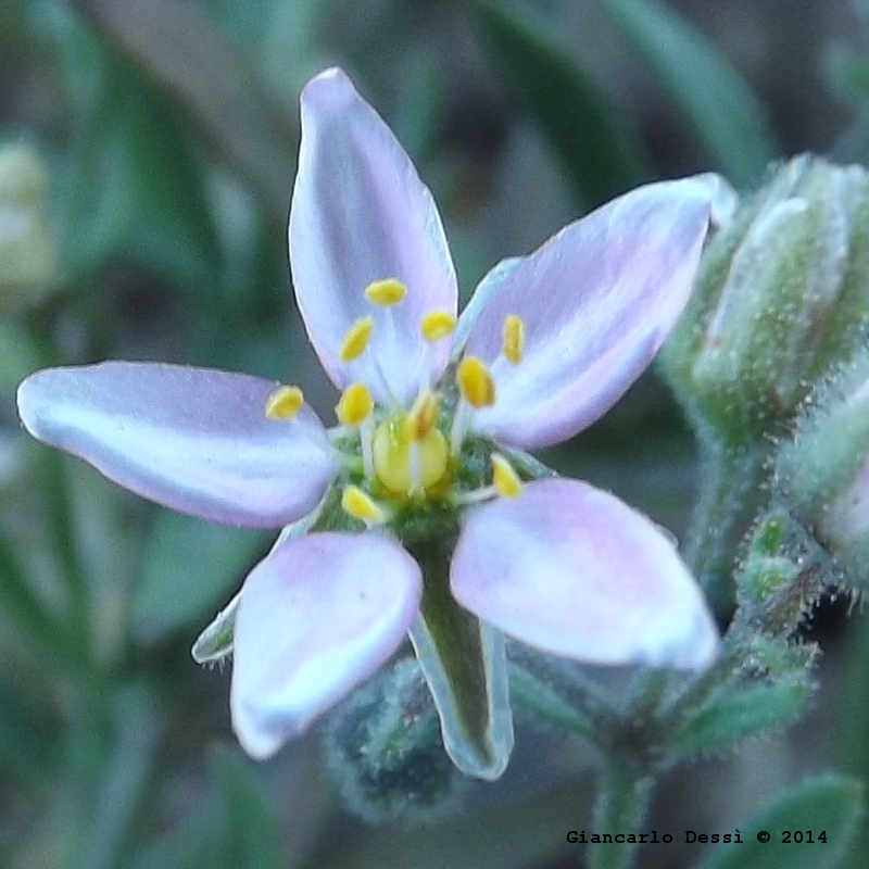 Cariofillacea sconosciuta (a me) - Rhodalsine geniculata