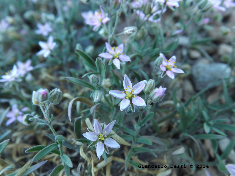 Cariofillacea sconosciuta (a me) - Rhodalsine geniculata