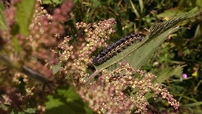 Identificazione bruco please