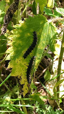 Identificazione bruco please