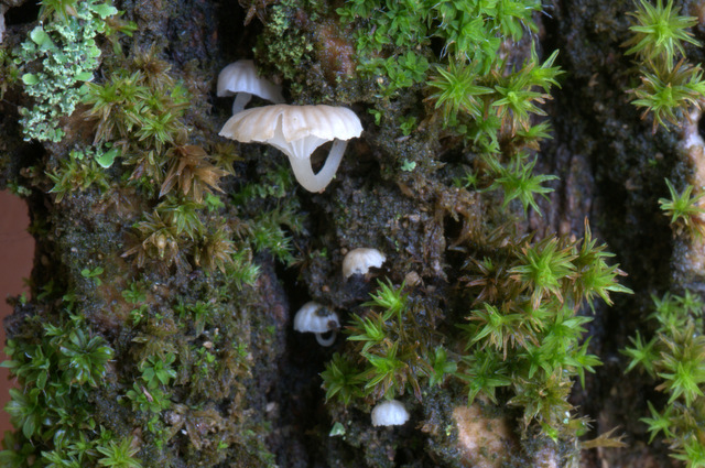 Mycena alba