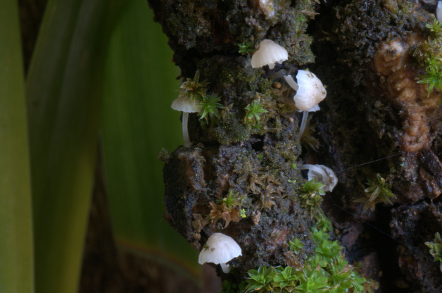 Mycena alba