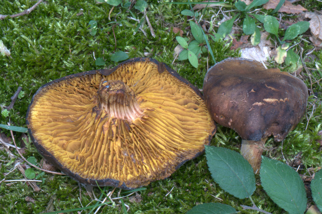 phylloporus rhodoxanthus