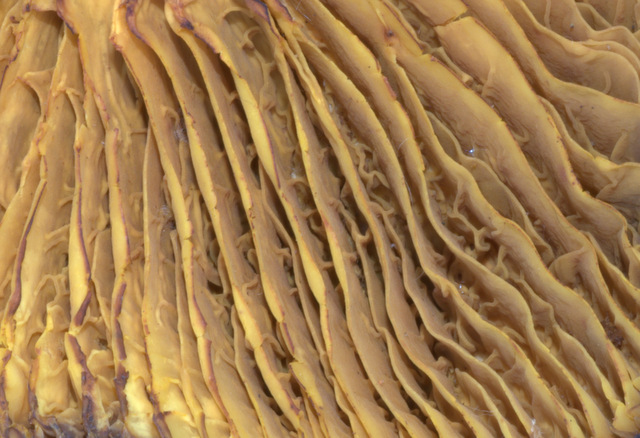 phylloporus rhodoxanthus